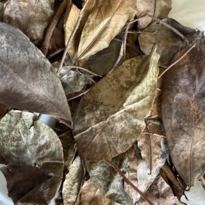 SOURSOPLEAVES and STEMS