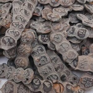 bagaruwa (Acacia nilotica)